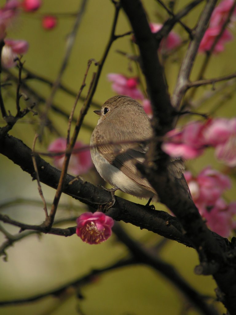 ｏｊｉｒｏｂｉｔａｋｉ　オールドBORG 745ED-MarkII改+Z1_c0001613_91597.jpg