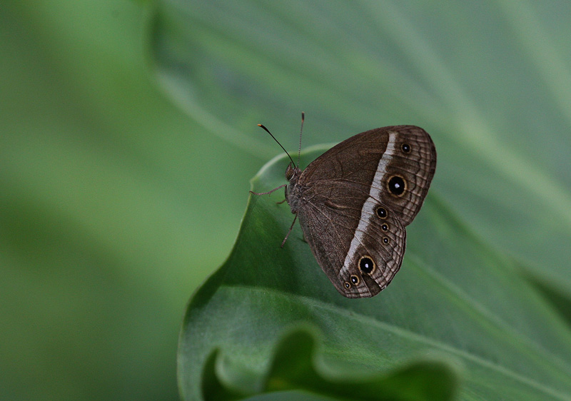 リュウキュウヒメジャノメ Mycalesis madjicosa_f0161823_2124563.jpg