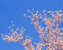 2010春、サクラサク_b0023824_712778.jpg