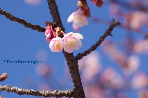 やんごとなきお庭の寒桜~！(^.^)_c0210728_22313498.jpg