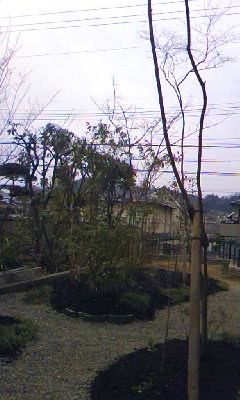 お庭_a0116442_181238.jpg