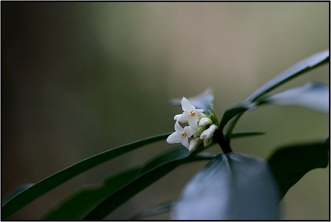 早春に咲く花 野草風薫