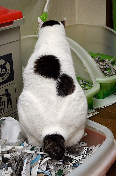 存在感のある背中。_a0028451_16225664.jpg