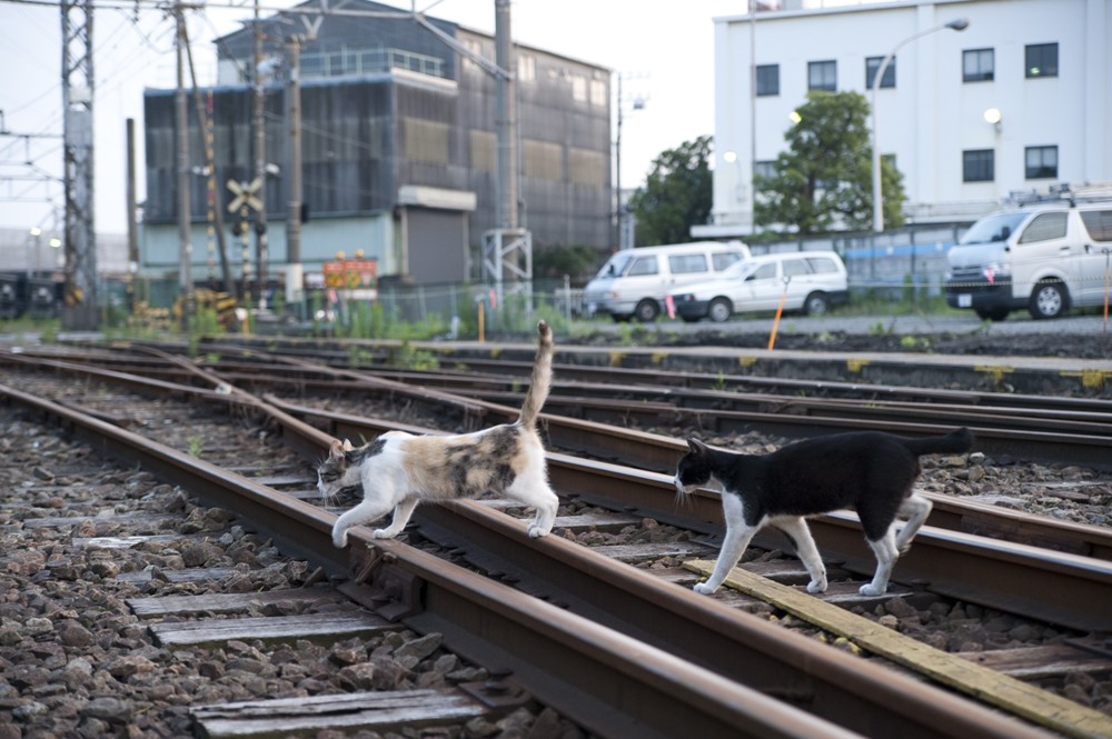 2009年夏の鶴見線扇町駅の猫たち　その１_f0192156_22364224.jpg