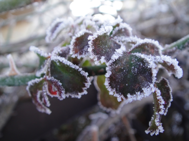 晴れ間の朝の残雪_c0108460_10452689.jpg