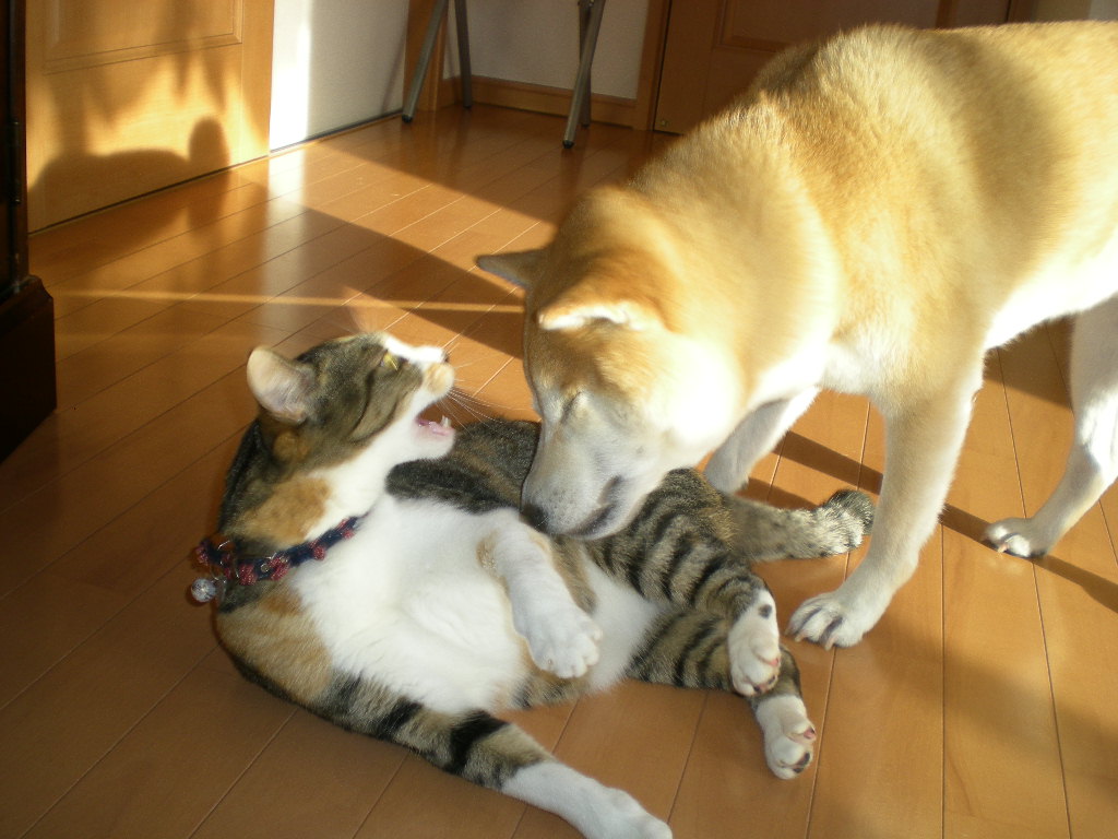 2010年2月14日(日)久しぶりに晴れ~!_f0060461_1245311.jpg