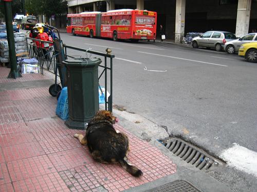 信号機犬と不法路上商人_f0037264_21534477.jpg