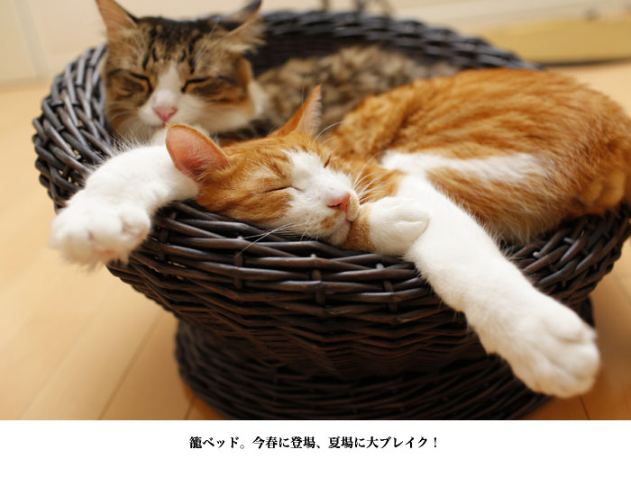 猫ベッド考_a0169366_2161154.jpg