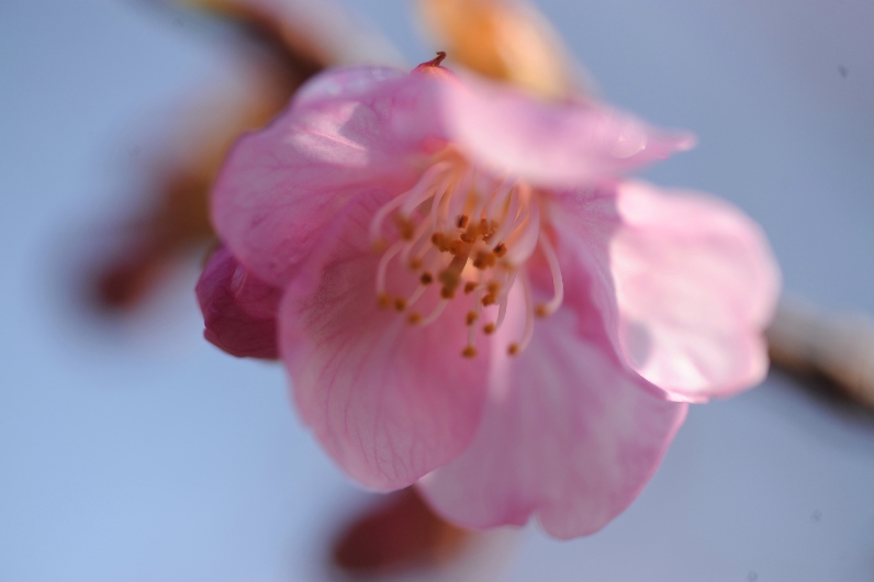 河津桜が咲いていた＠馬事公苑_d0056382_12134539.jpg