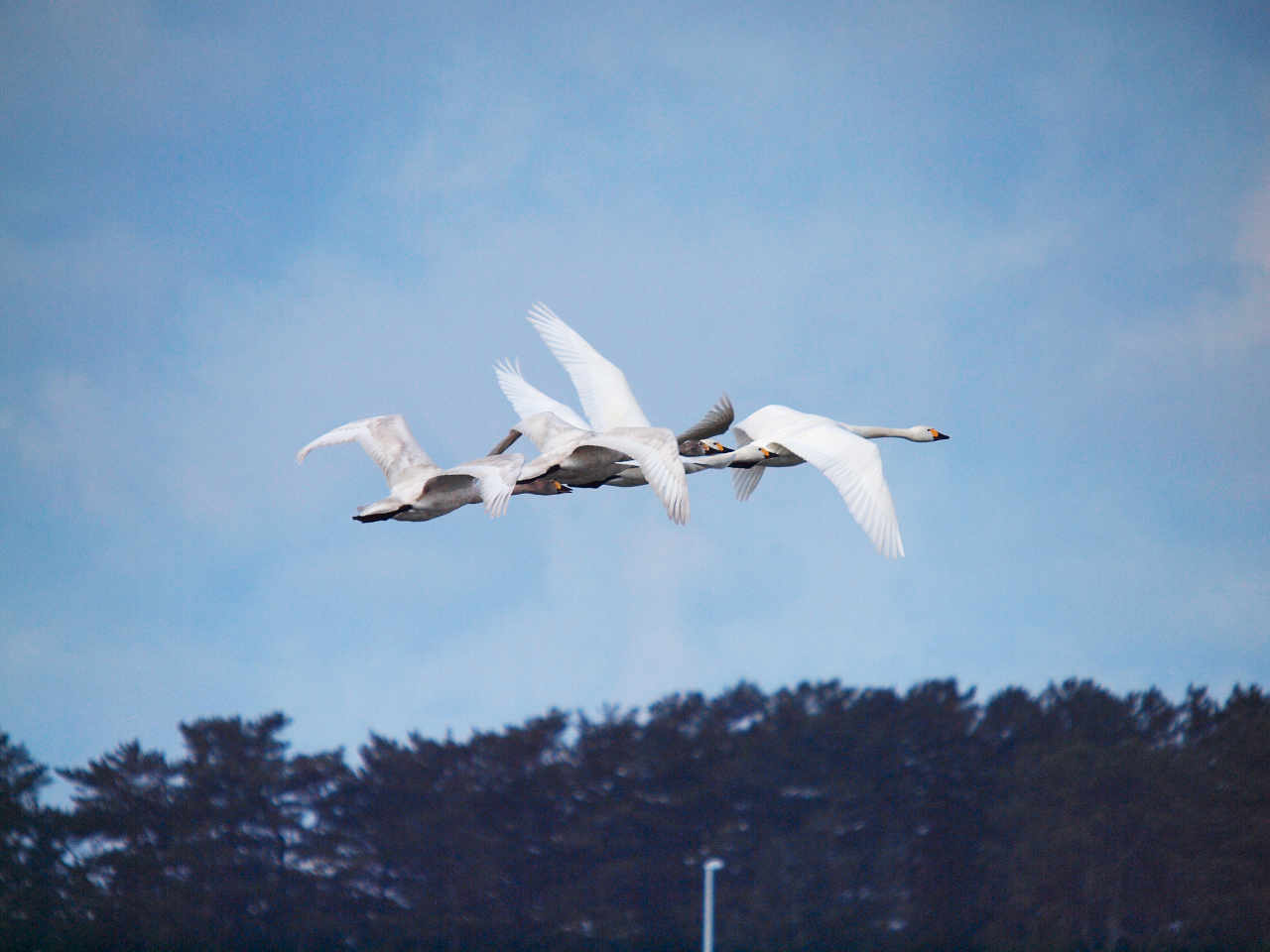 2月14日の白鳥たち（あさねぼう）_c0201088_13394170.jpg