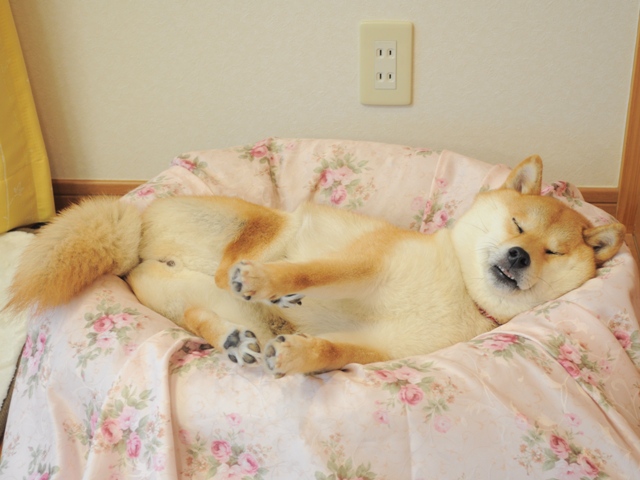 寝顔を見ているだけで幸せ_a0126590_0476100.jpg