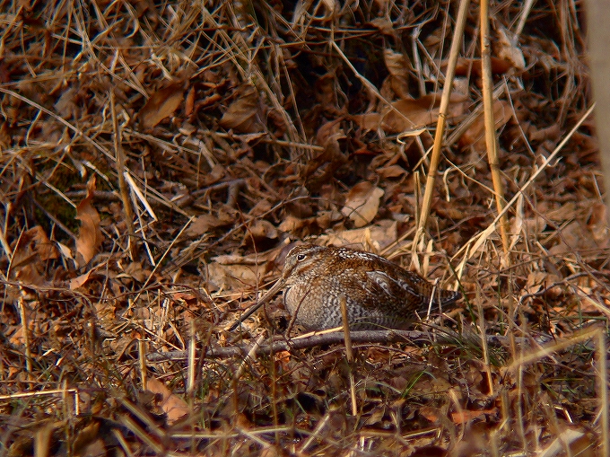 c0213690_2401431.jpg