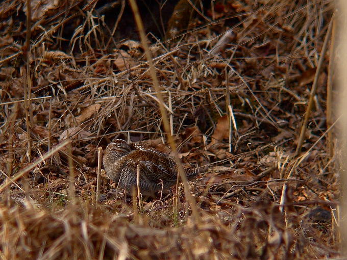 c0213690_2402693.jpg