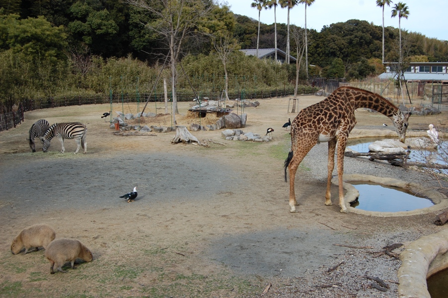 かぴ　カピ　かっピー_c0122198_11295031.jpg