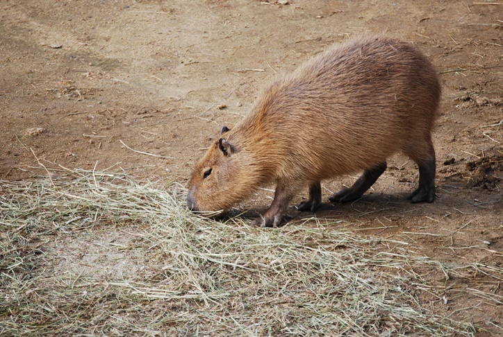 かぴ　カピ　かっピー_c0122198_11325053.jpg