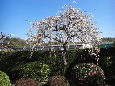 c0125501_9394410.jpg