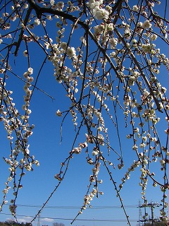 c0125501_940314.jpg