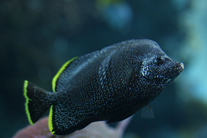 ユウゼン 水族館ふりーく