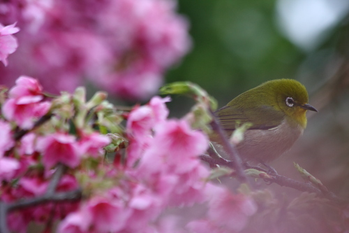 緋寒桜_c0223003_18324095.jpg