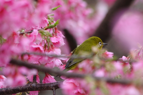 緋寒桜_c0223003_18325726.jpg