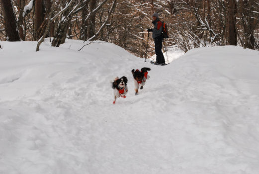 雪遊び旅行　その２　byシャンティ_a0134306_22401731.jpg