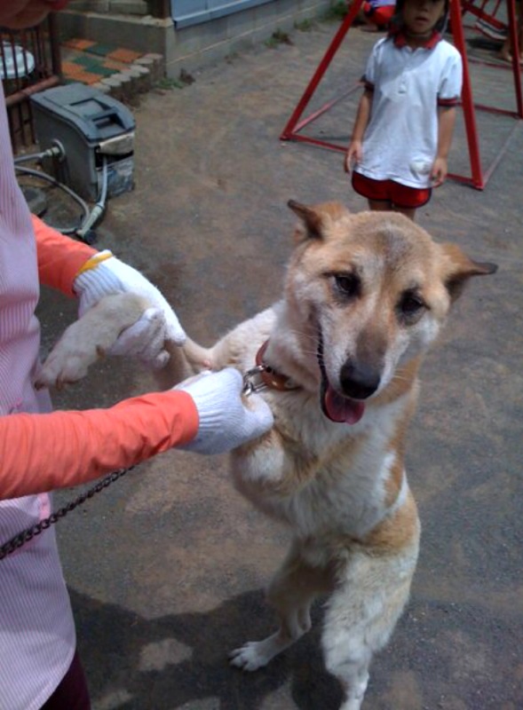 愛犬ガチャピン、ありがとう。_b0188106_1854272.jpg