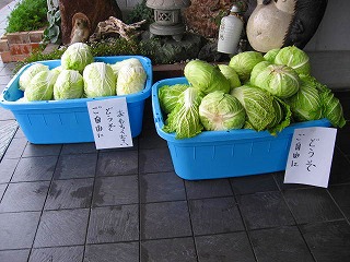 野菜・・・・タダで・・・・_c0220807_19155237.jpg