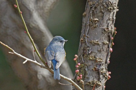     　　   　　　  　　　    　　　　　　　　　   　　 　　　　　 　 【　春を待つ鳥たち　】_d0099420_10592237.jpg