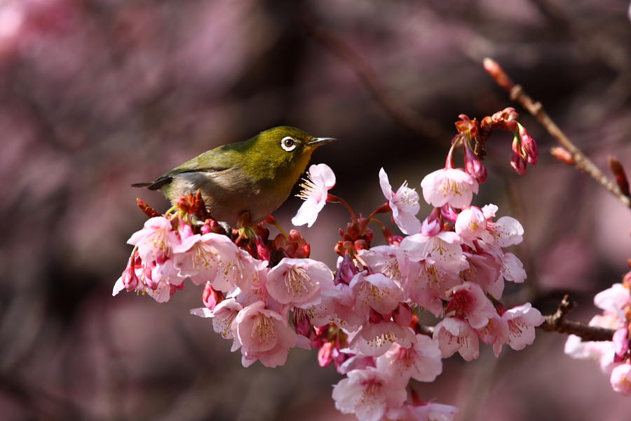 新宿御苑の寒桜・・・part1_c0208924_103210.jpg