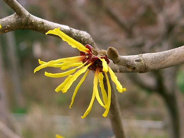 満作 マンサク 花の仲間調べ 満作 マンサク 花の仲間調べ