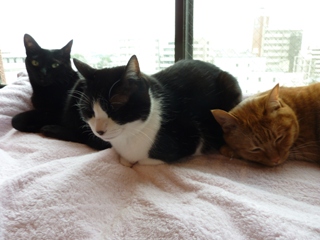 くんくん猫 空しぇるのぇる編。_a0143140_1381794.jpg