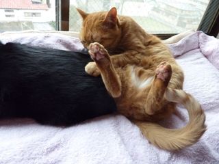 くんくん猫 空しぇるのぇる編。_a0143140_1391128.jpg