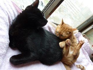 くんくん猫 空しぇるのぇる編。_a0143140_1392430.jpg