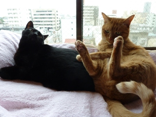 くんくん猫 空しぇるのぇる編。_a0143140_1393378.jpg