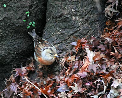 大阪府 箕面公園の猿 自然の写真帖 大阪府 箕面公園の猿 自然の写真帖