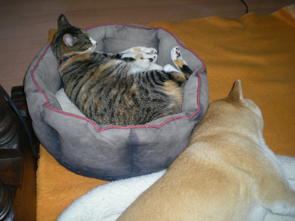 2010年2月15日(月)ベッド争奪戦!_f0060461_12351542.jpg