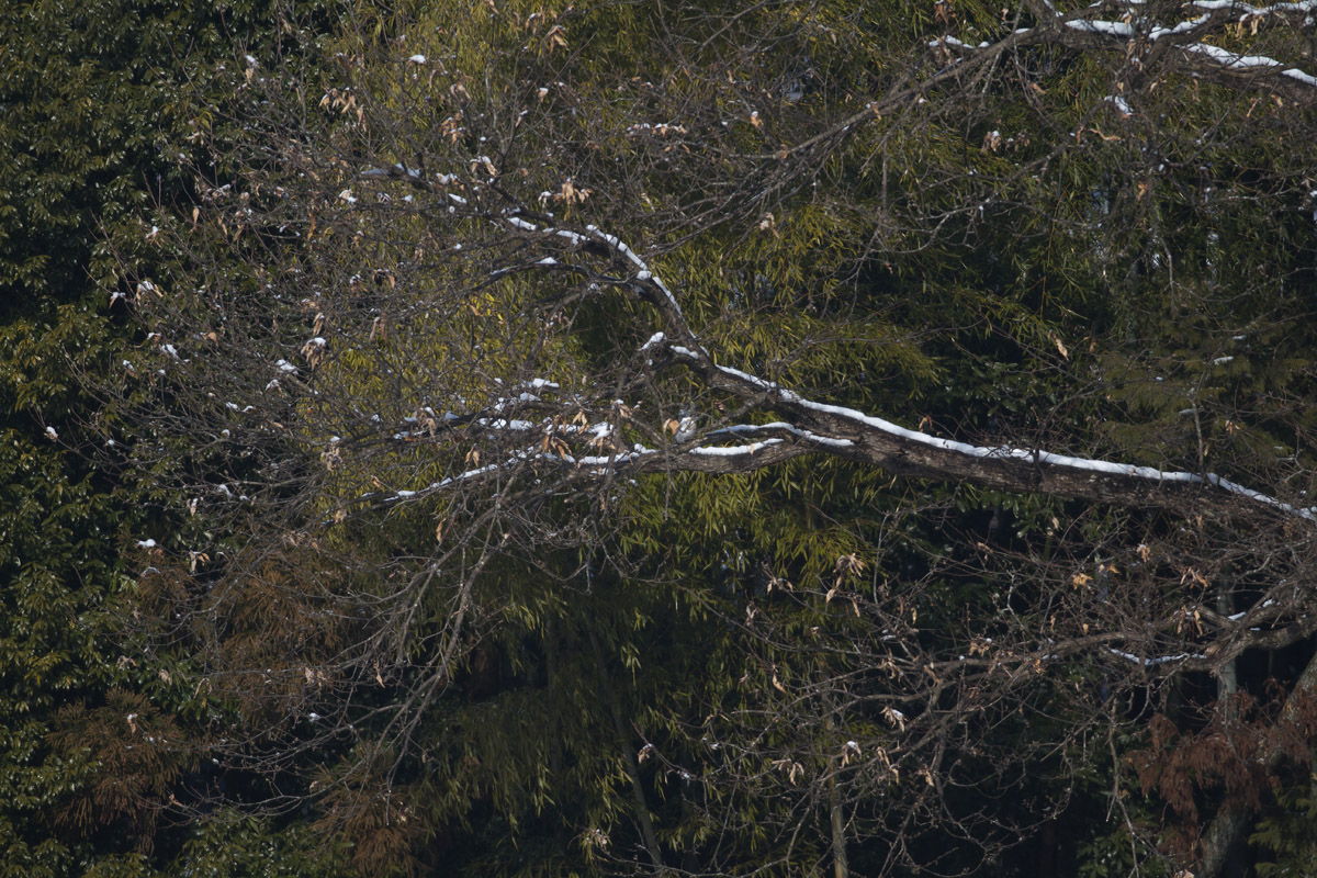 b0180476_8174358.jpg