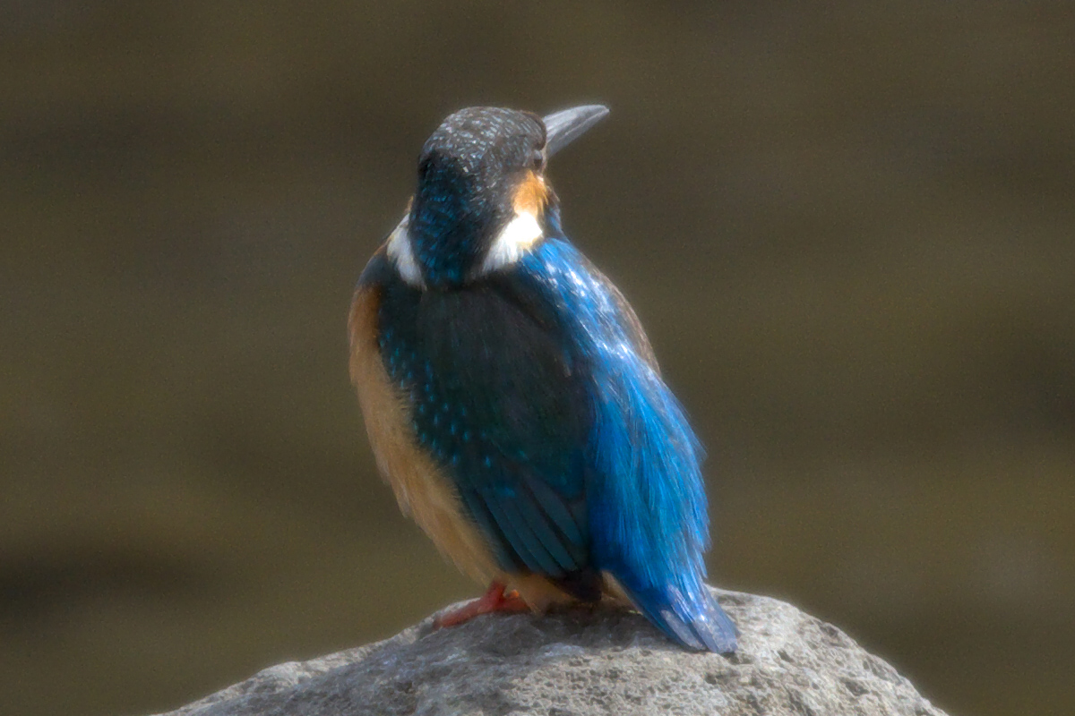 b0180476_8285068.jpg