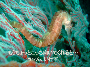 2月15日 シャークポイント方面3dive_f0144385_23573716.jpg