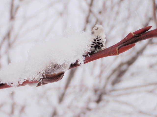 雪降り続く朝_a0007388_1391735.jpg