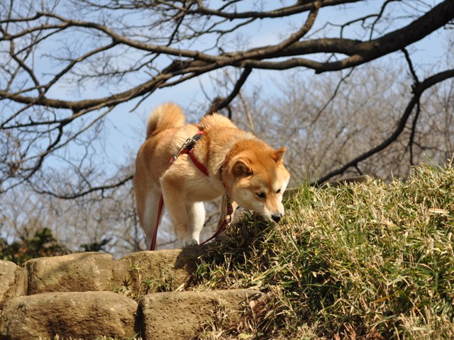 春の足音_a0126590_22582429.jpg