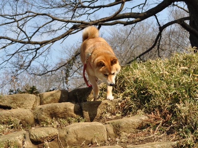 春の足音_a0126590_2313658.jpg