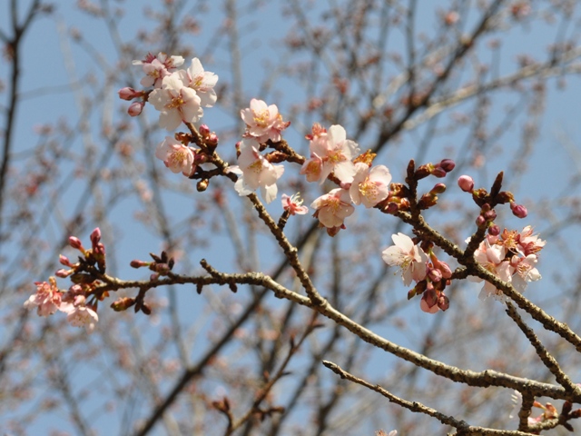 春の足音_a0126590_23221676.jpg