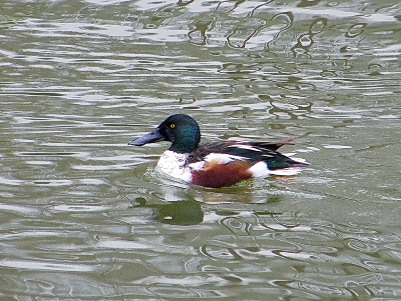 ハシビロガモ（舞鶴公園 2010/01/31撮影）_f0204094_10152971.jpg