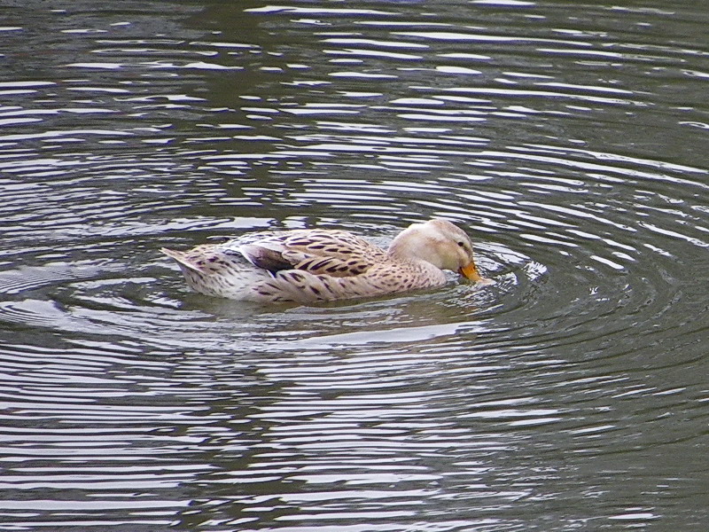 アイガモ（舞鶴公園 2010/01/31撮影）_f0204094_10264228.jpg