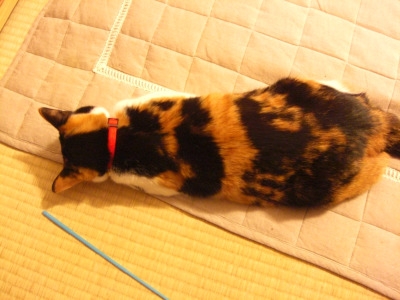 猫もうつ伏せ寝をする 猫亀日記 猫もうつ伏せ寝をする 猫亀日記