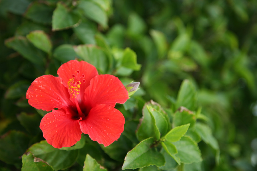 メンソーレ Okinawa (3)　－首里城－_b0043304_2301836.jpg