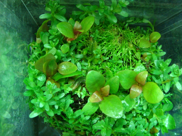侘び草 有茎MIX・かれん入荷しました!!_f0189122_14171067.jpg