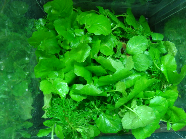 侘び草 有茎MIX・かれん入荷しました!!_f0189122_1417283.jpg
