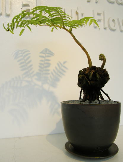 リュウビンタイ | いぶすき観葉植物｜観葉のまち指宿